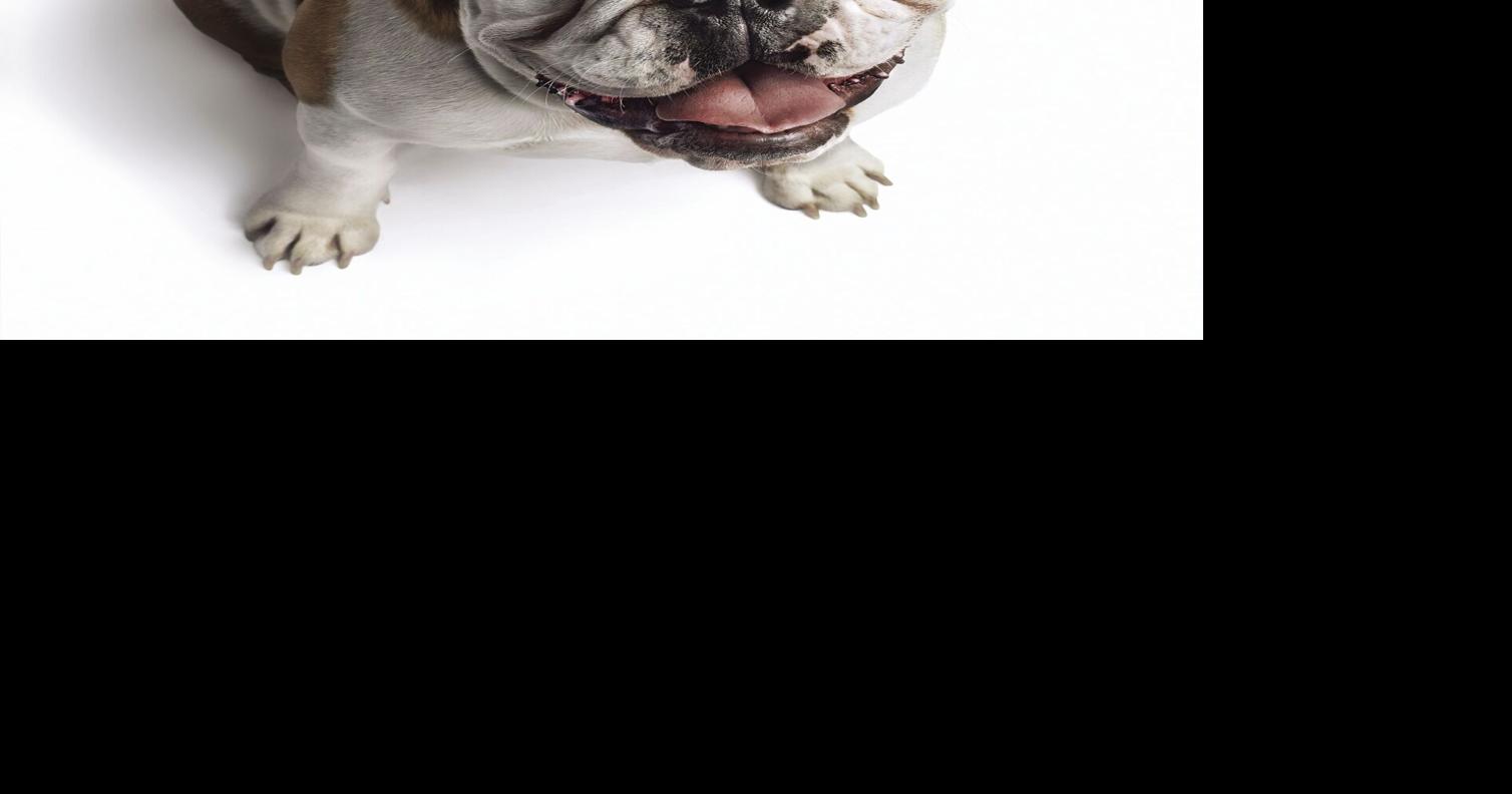 Midwestern Pet Foods expands recall of pet food for aflatoxin health