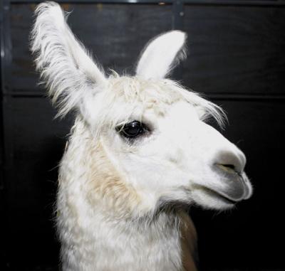 Proud Llamas