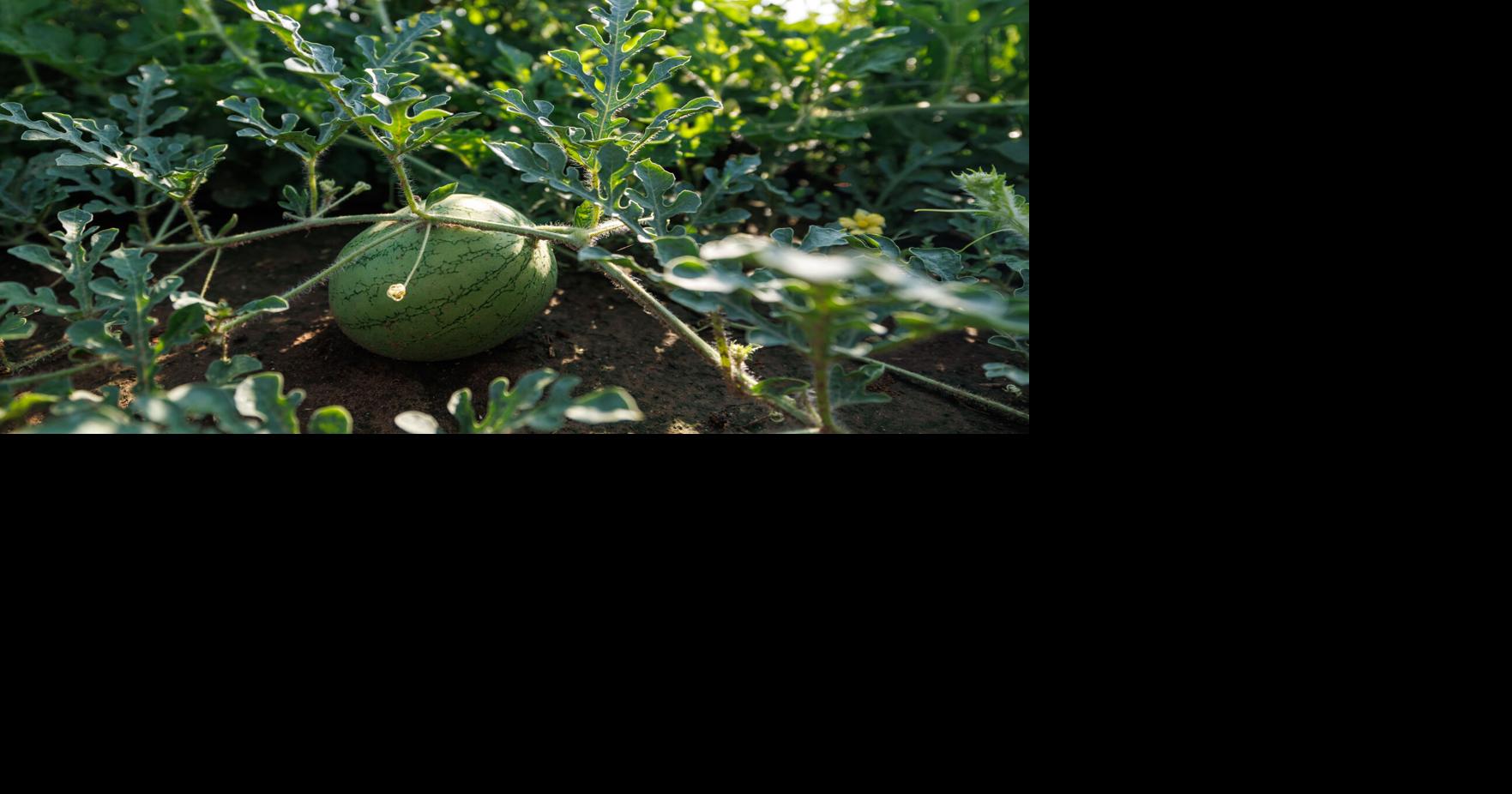 Horticulture specialist researching soilless me…