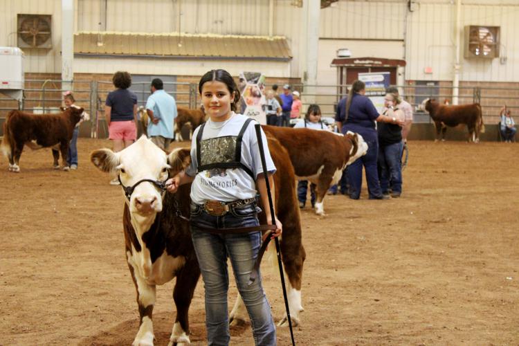 Miniature Hereford Junior Nationals set up at county fairgrounds