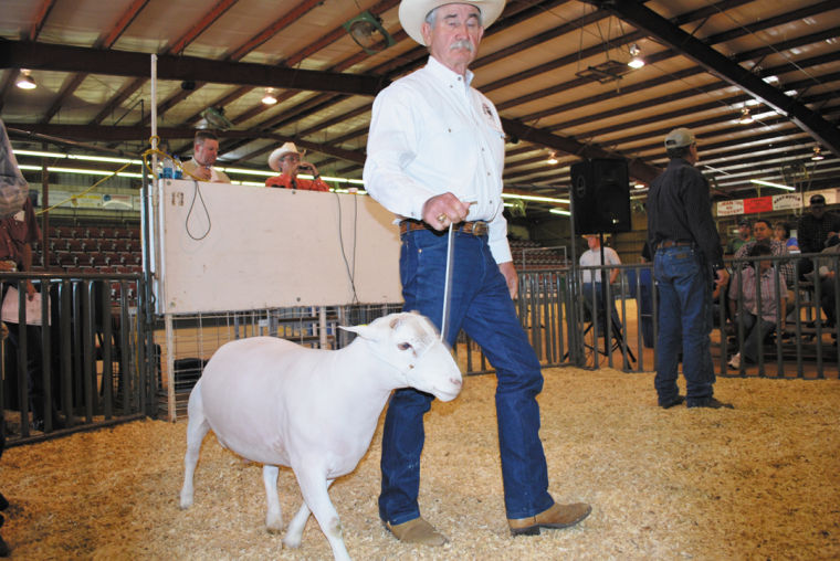 Dorper sheep show and sale comes to Duncan News