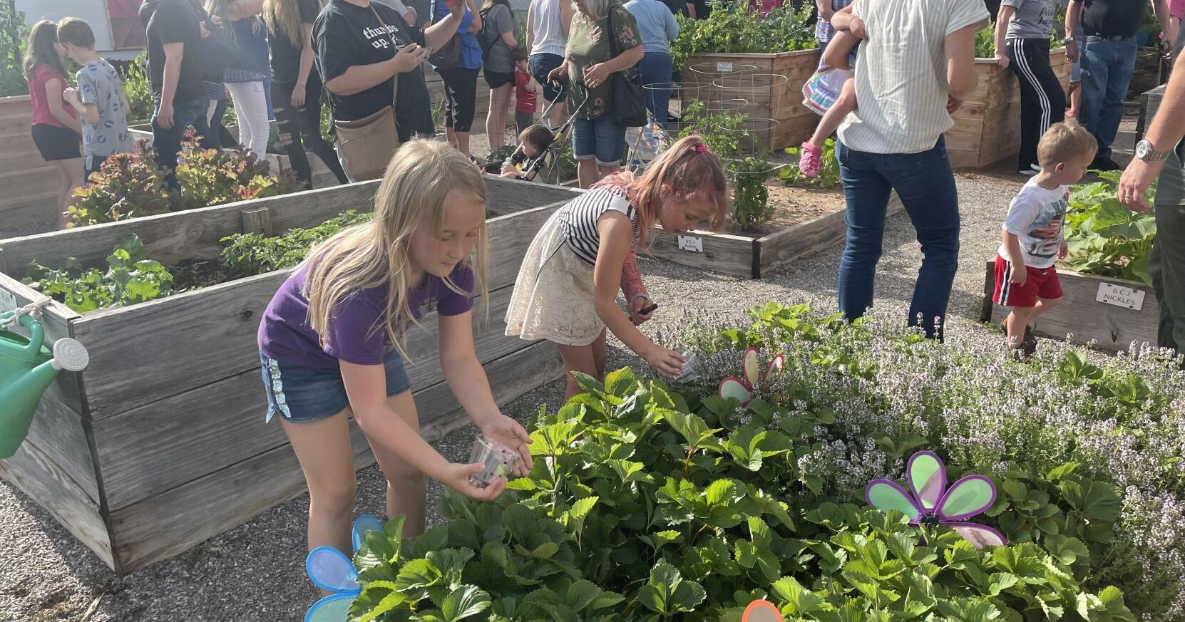 Beneficial bugs: Think Ability set to release 12,000 ladybugs into the garden - Vimarsana News