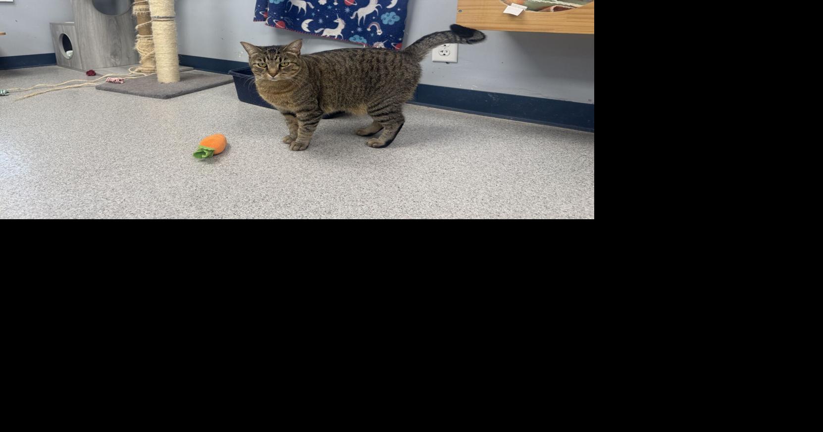 Happy tails, happy tales: Diana adopted after 40 days