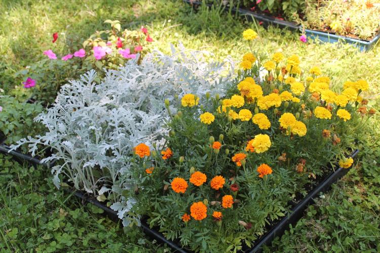 Dundalk Farmers Market celebrates opening day Local News