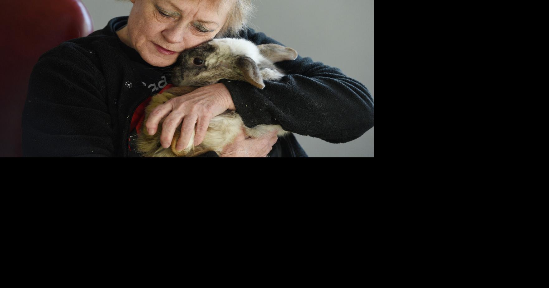VIDEO: Oshawa's 'rabbit lady' forced to get 9 show bunnies out of her hare