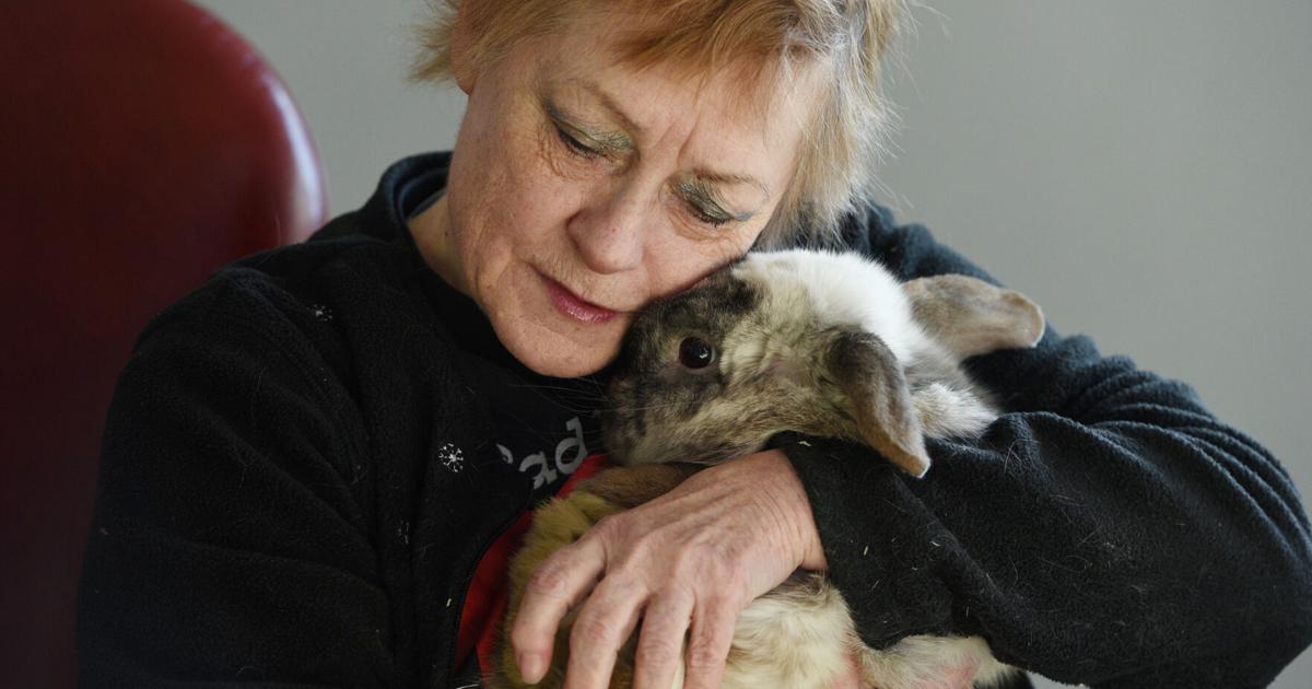VIDEO: Oshawa's 'rabbit lady' forced to get 9 show bunnies out of her hare