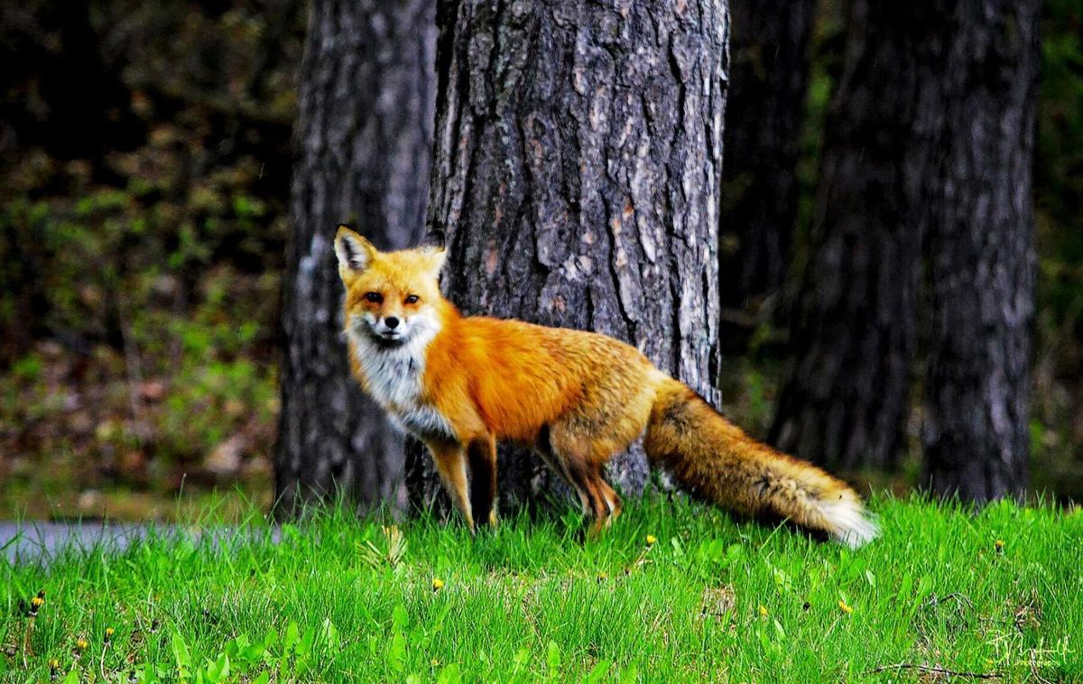 norwegian forest cat chasing fox