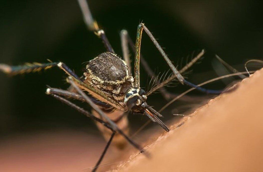 Remove standing water from your property to curb mosquito breeding; health department treats catch basins with larvicide
