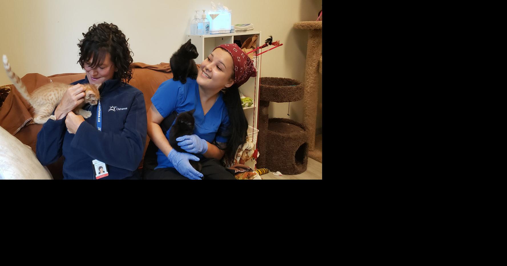 PET LOVERS WANTED Oshawa Animal Services bursting at seams with cats and dogs who need a