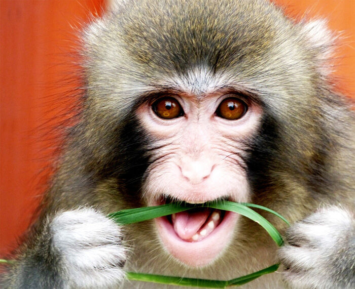 First anniversary of Darwin’s arrival at Story Book Farm