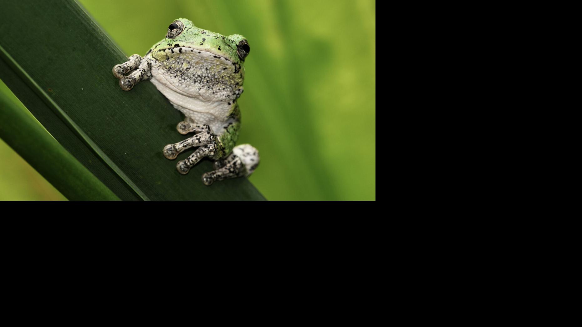 What's a treefrog to do when it gets cold? Sleep, maybe freeze
