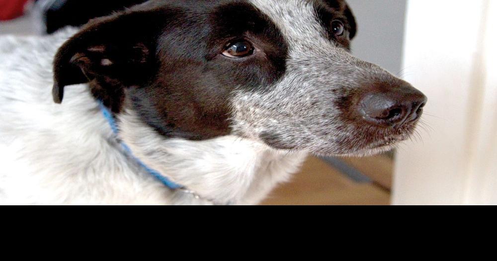 Oshawa dog a real hero