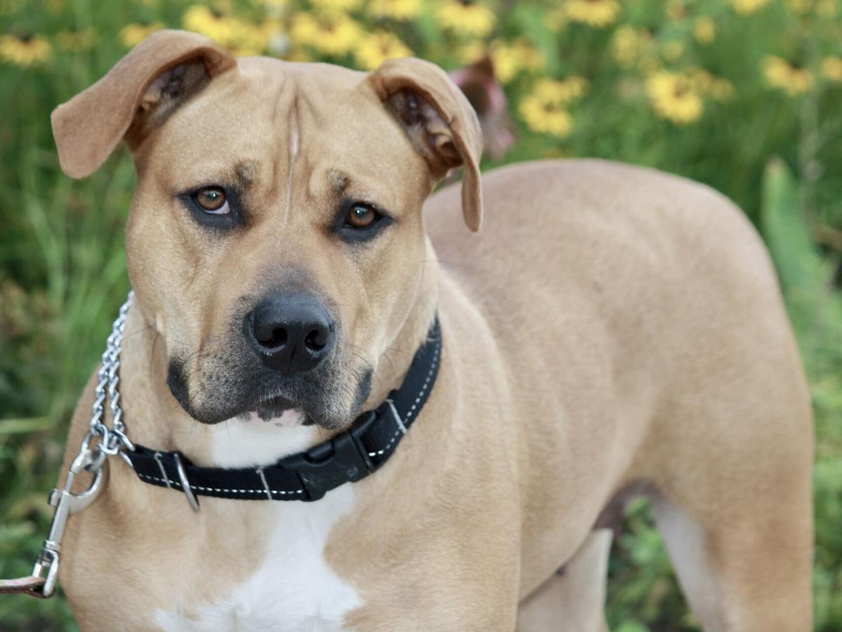Help Daisy find a home in Durham this holiday season Help Daisy find a home in Durham this holiday season