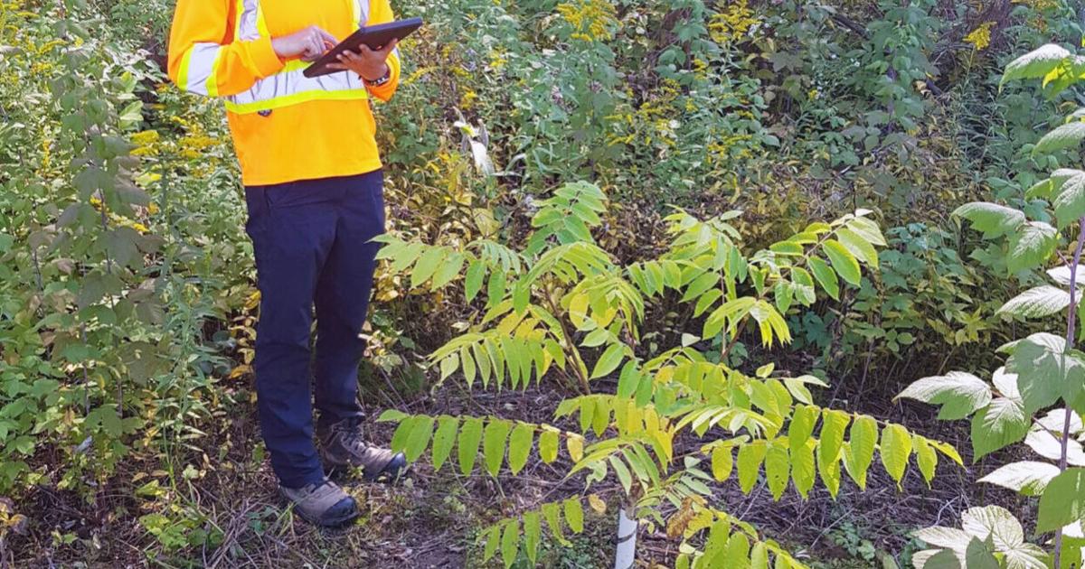 Butternut Tree Protected Planting, monitoring of endangered Butternut trees continue at Scugog ...