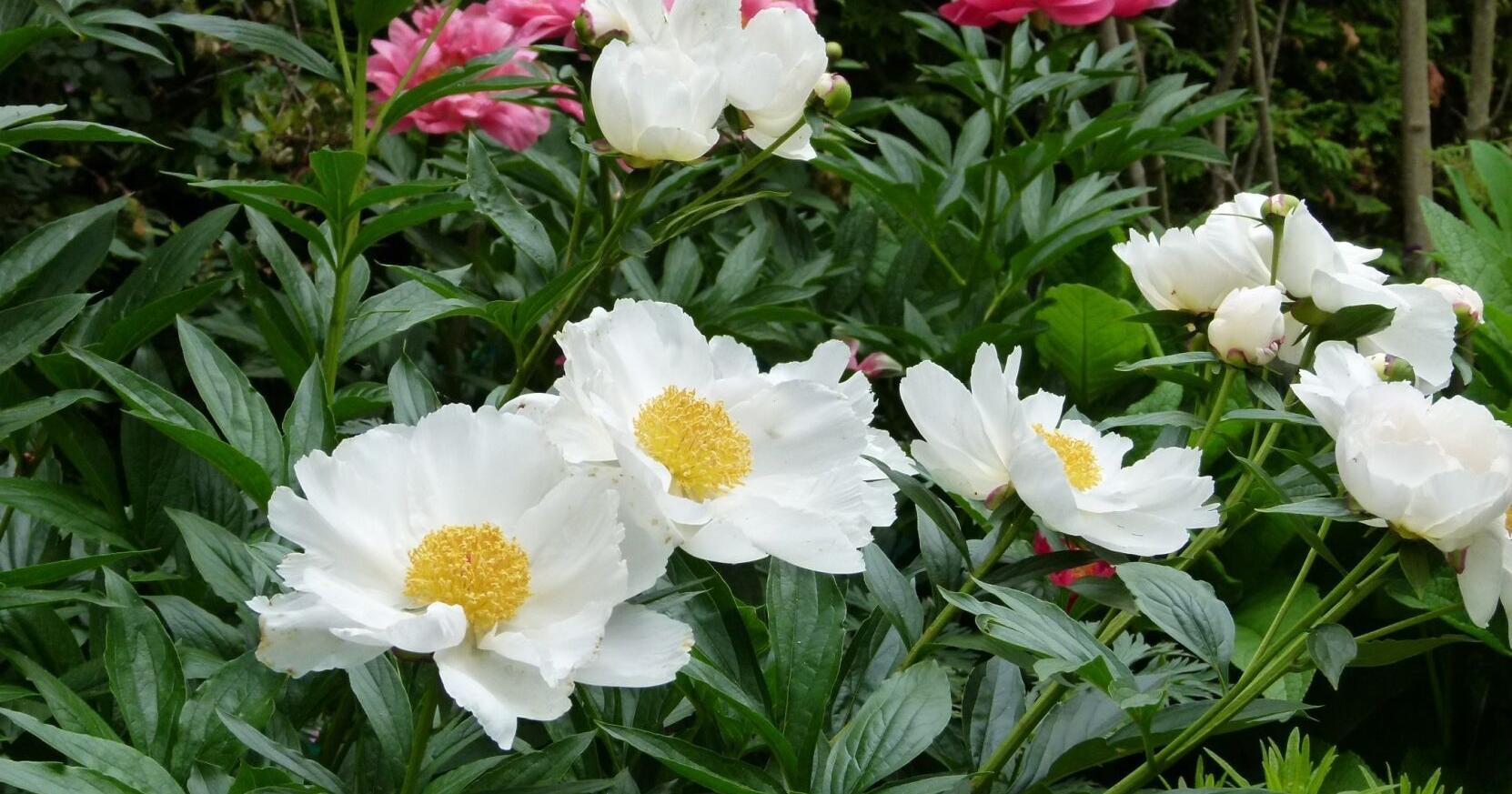 8 stunning gardens: Gardens of Uxbridge tour in 28th year - Vimarsana News