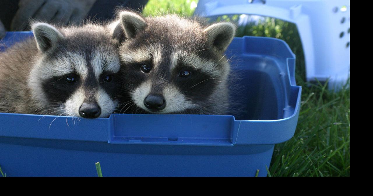Durham Region gives tips after first raccoon rabies case reported in Ontario in 10 years