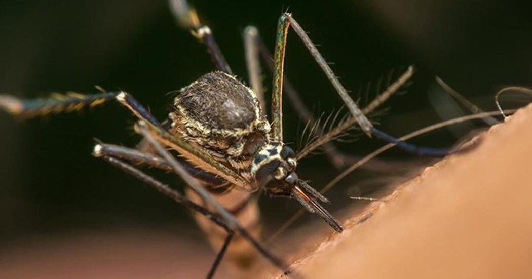 Clarington mosquitoes test positive for West Nile virus