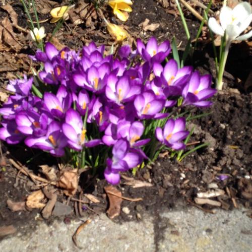 The plants that bloom in spring in Durham