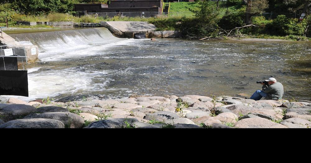 The fish are jumping at the Bowmanville fish ladder