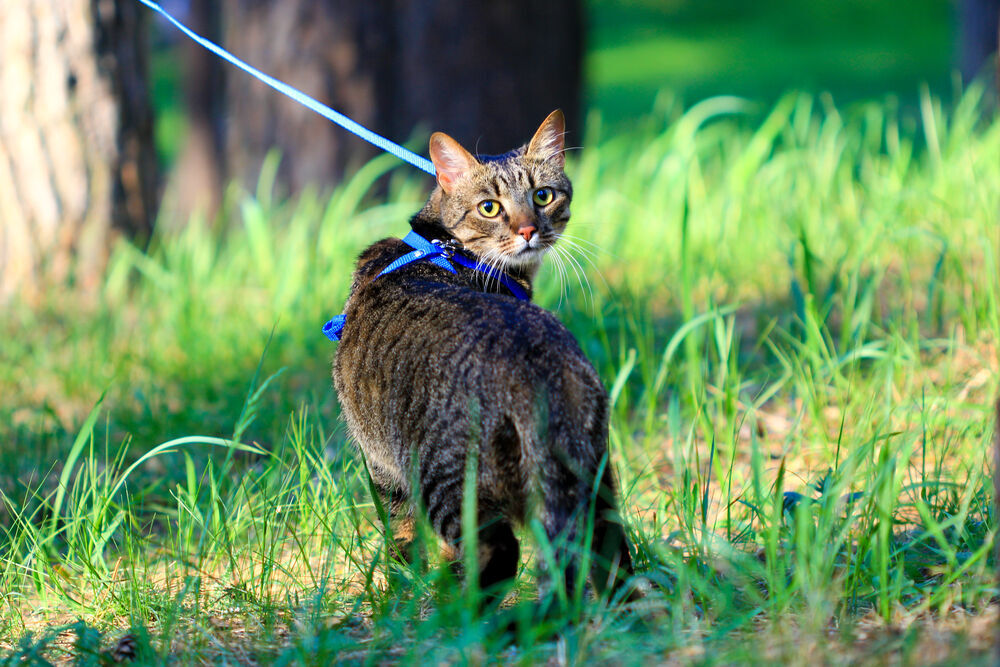Ontario city a step closer to cat leash law