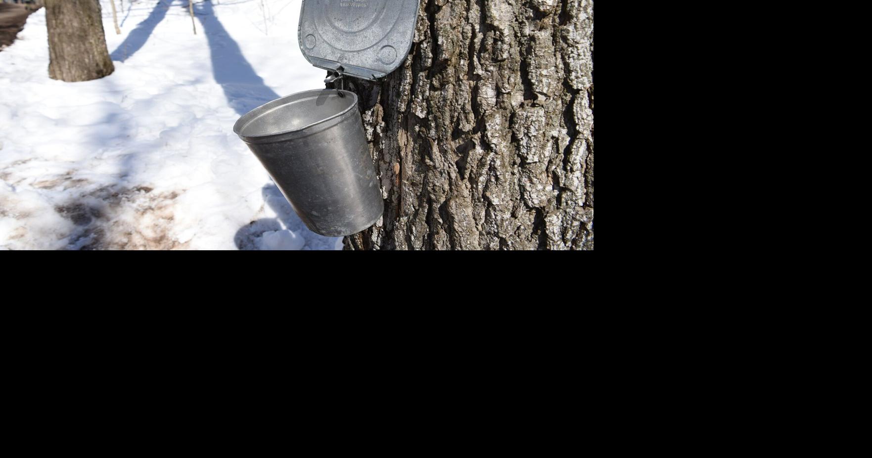 IN PHOTOS It's maple syrup time at Purple Woods Conservation Area in