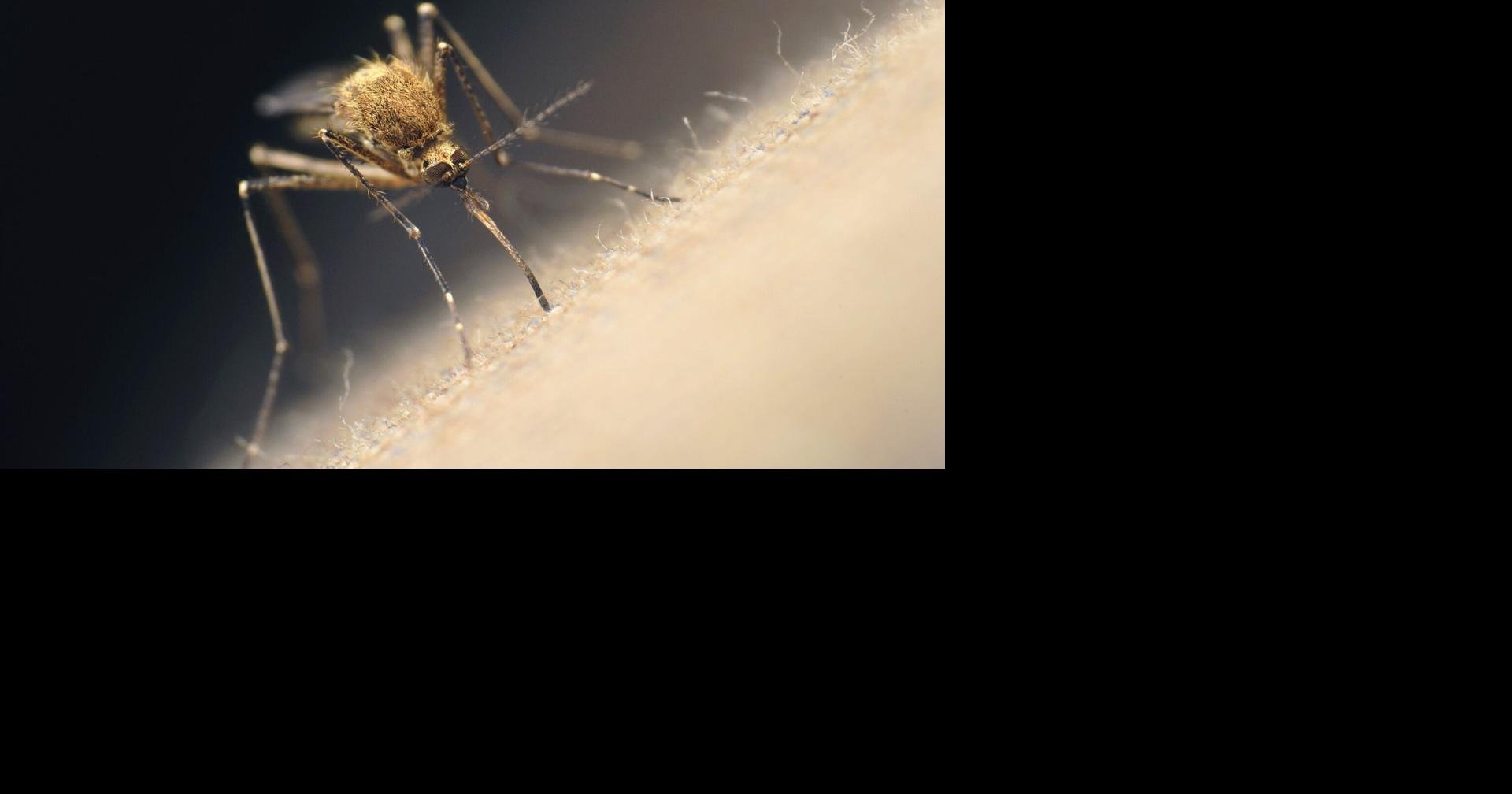 Muggen in Oshawa testen positief op het West-Nijlvirus