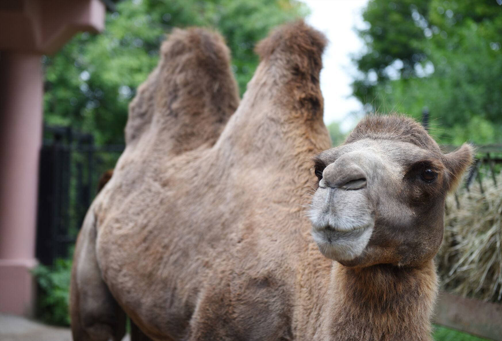 Amazing Animals: Meet Rebecca, a bactrian camel at the Toronto Zoo