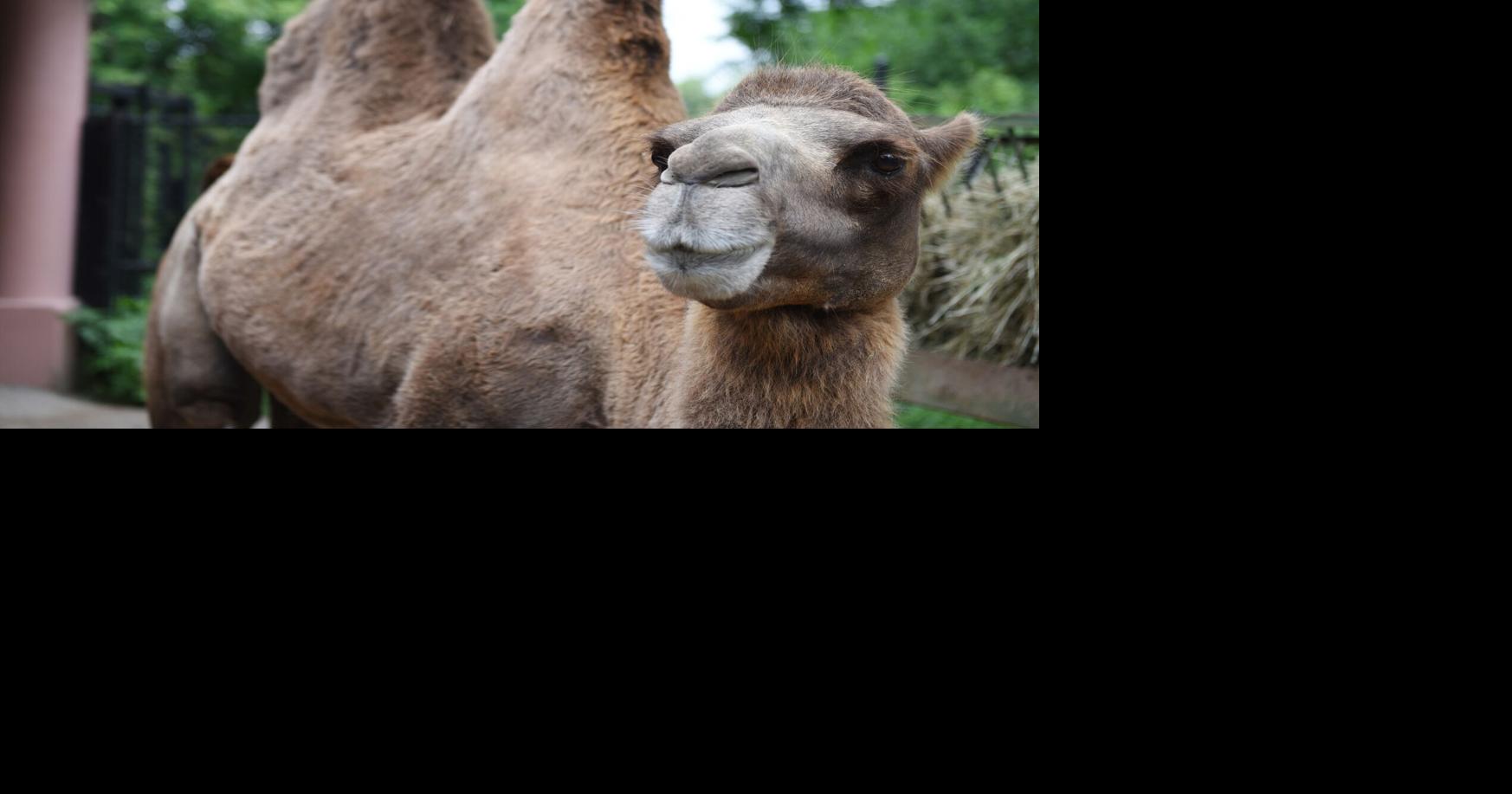 Amazing Animals: Meet Rebecca, a bactrian camel at the Toronto Zoo