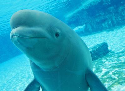 Gia, a beluga whale at Marineland has died