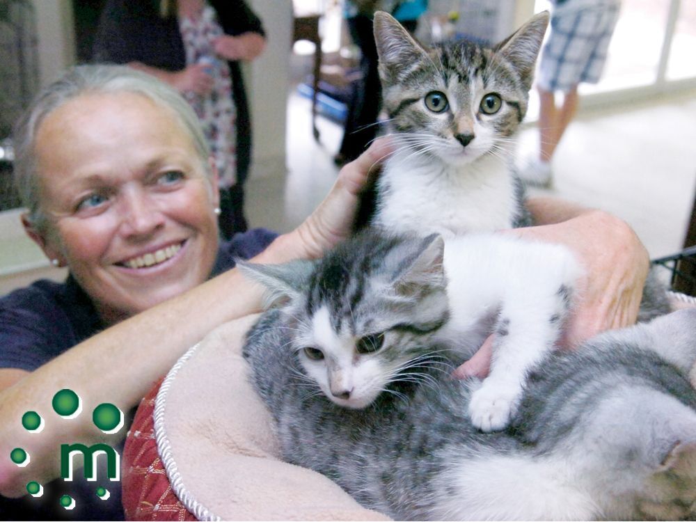 Lowcost cat spay and neuter program comes to Durham