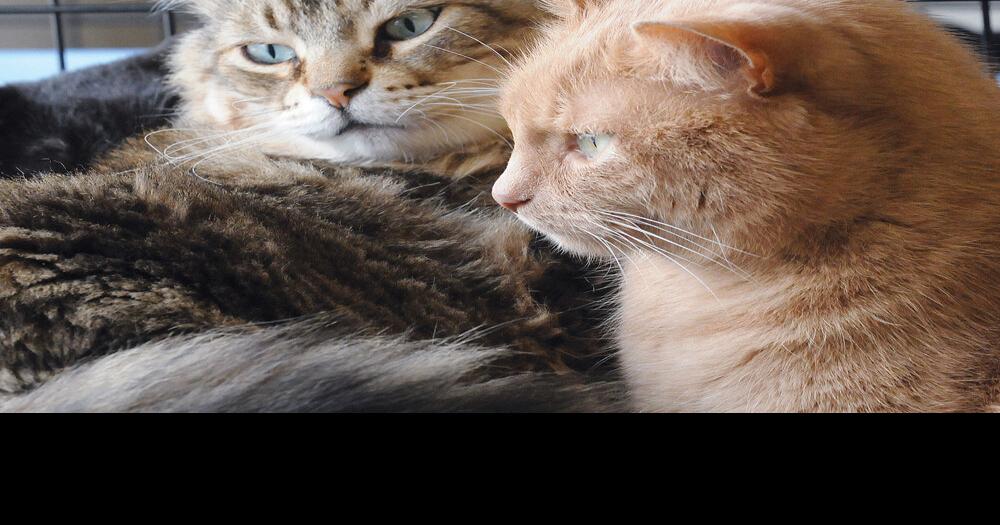 Keep Durham cats indoors