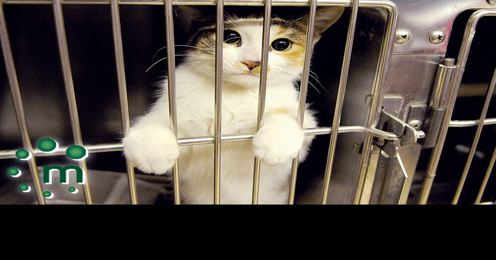 Oshawa animal services awash in abandoned pets