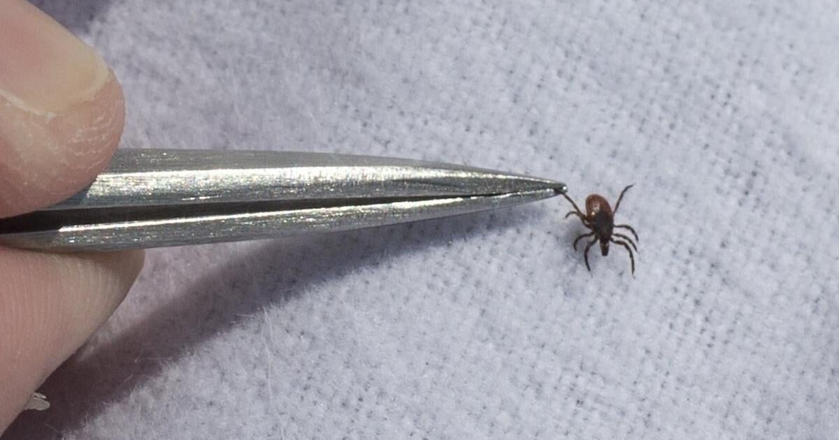 ‘The trend is concerning’: Clarington calls for provincial action on ticks