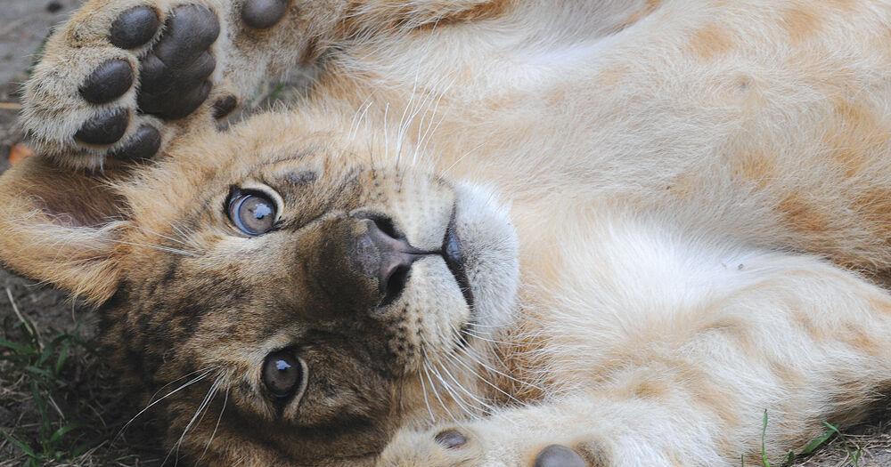 Bowmanville Zoo drops plan to declaw lions and tigers