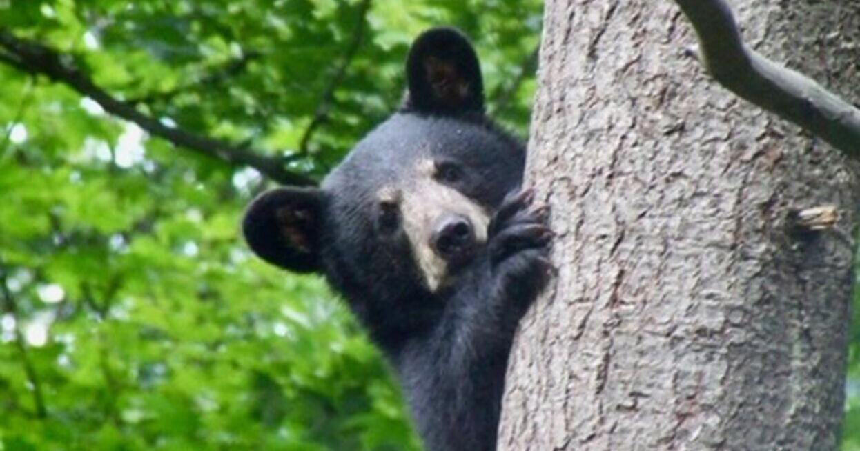 Uxbridge reminds residents of bear safety - Vimarsana News
