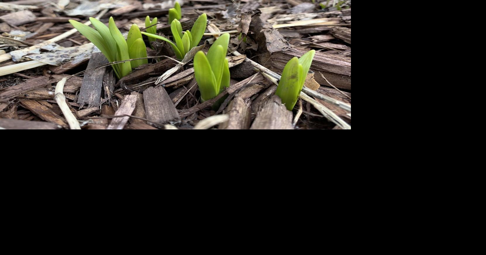 Itching to start your Ontario garden? The ‘sneaker test’ and other tips for what to do now — and what must wait