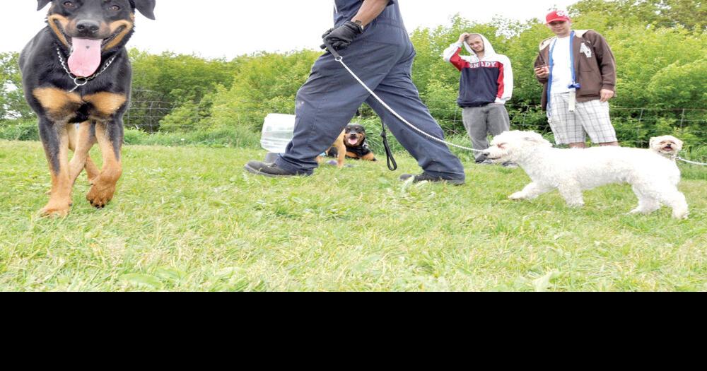 Oshawa dog trainer convicted of animal cruelty