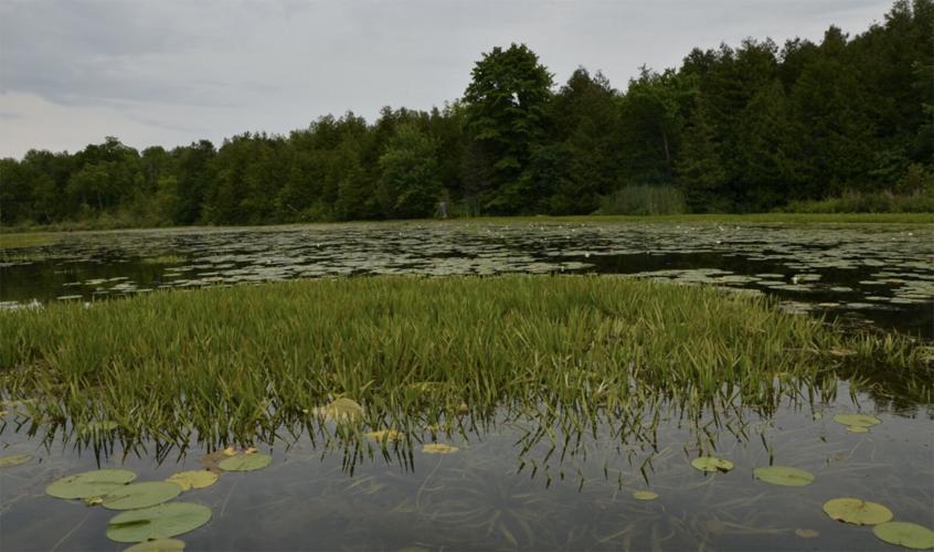 Water soldier, hydrilla discovered lurking in Ontario water Water soldier, hydrilla discovered lurking in Ontario water