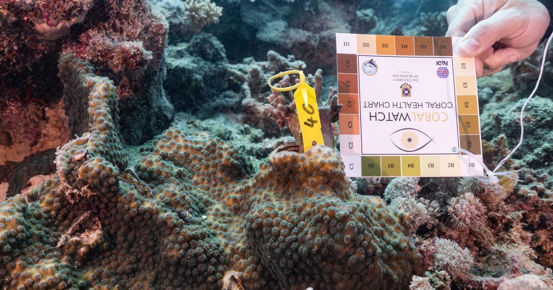 Citizen science cruising along the Great Barrier Reef - Vimarsana News