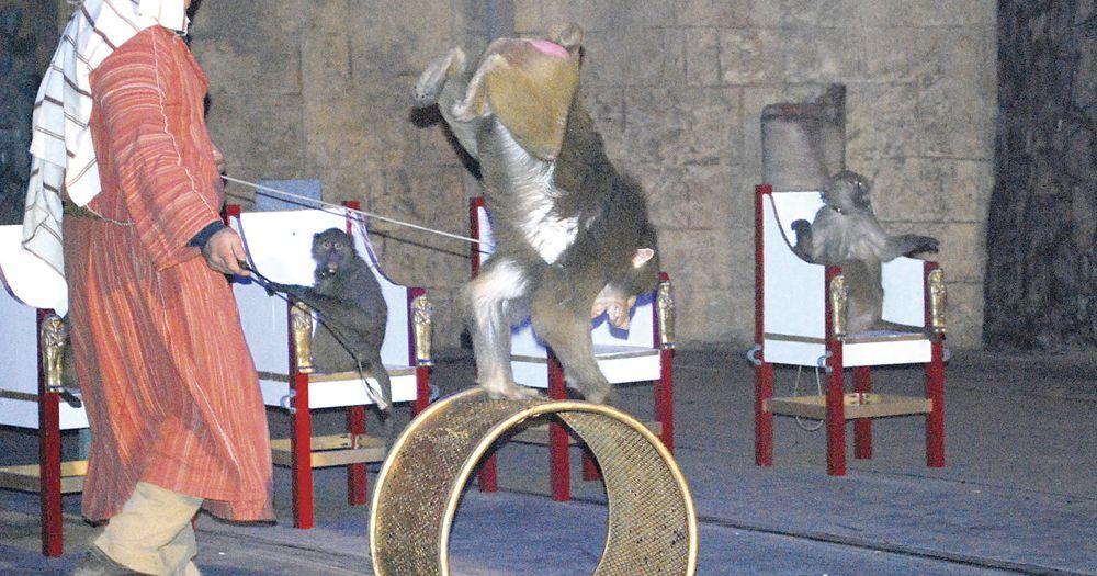 Bowmanville Zoo presents live animal theatrical performance