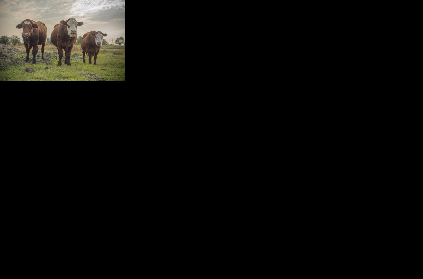 Article #03: 'Freedom And Joy': Watch Uxbridge Cows Enjoy First Moments Of Spring On Mother'S Day