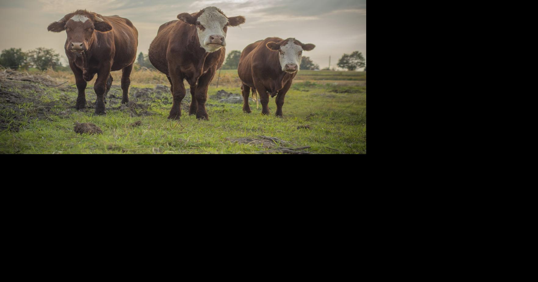 Watch Uxbridge cows enjoy first moments of spring on Mother’s Day