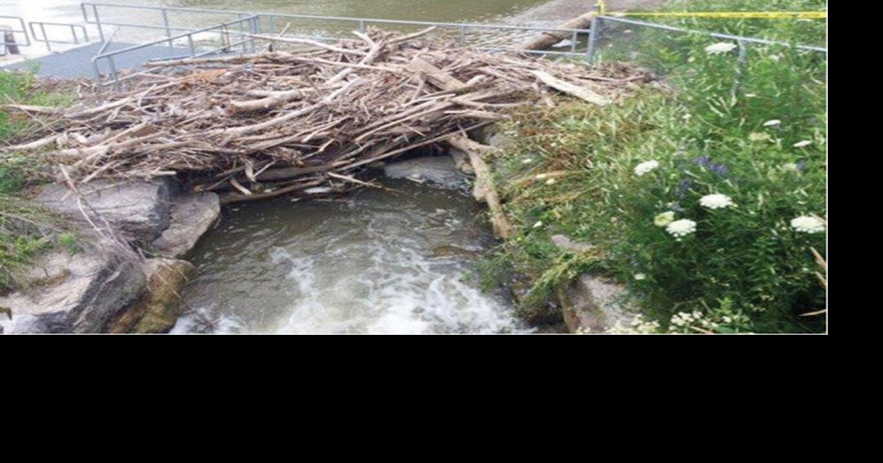 Bowmanville excavation company saves the salmon run