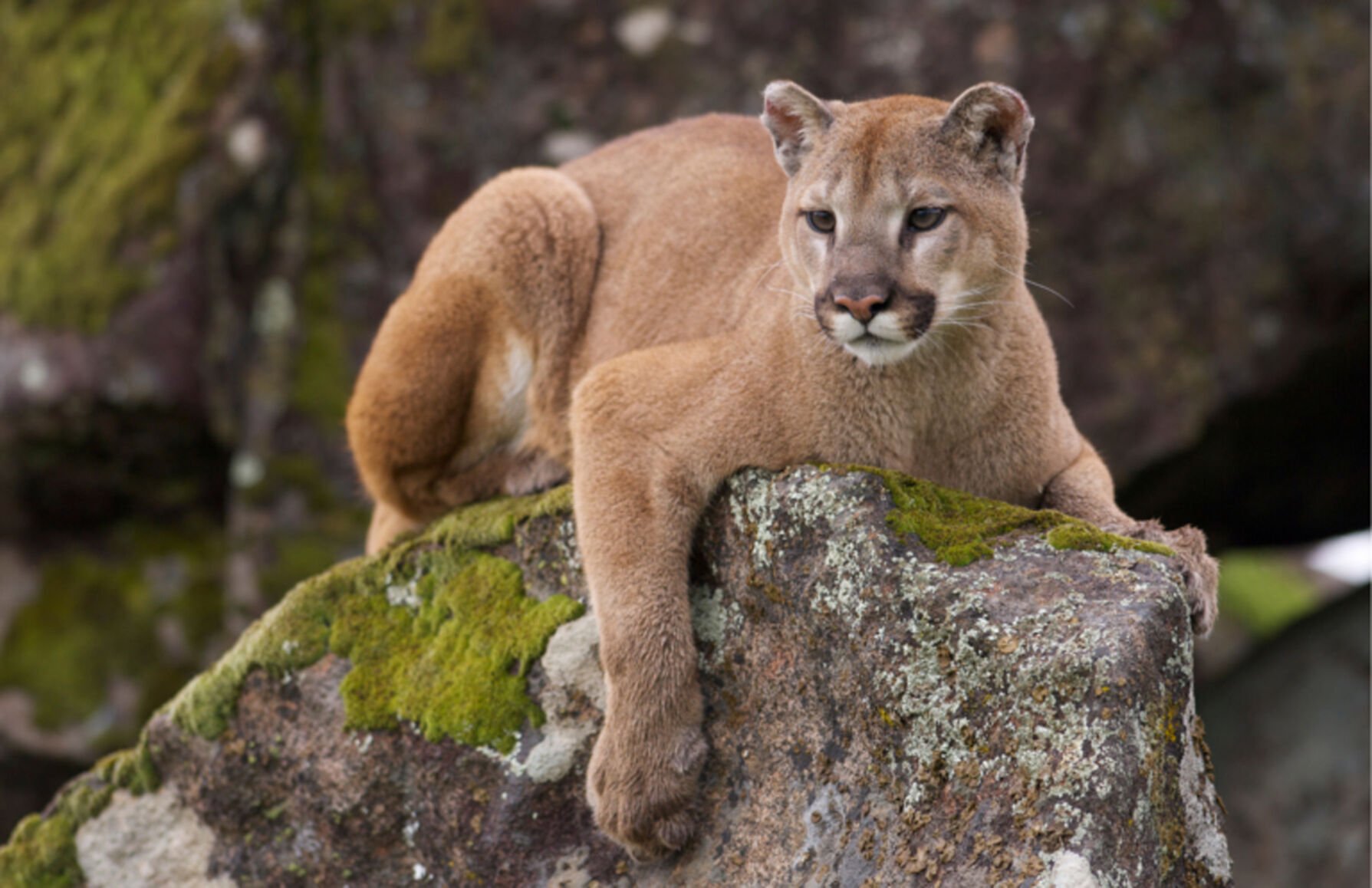 Less of a threat than bears': Eastern cougars in Brock