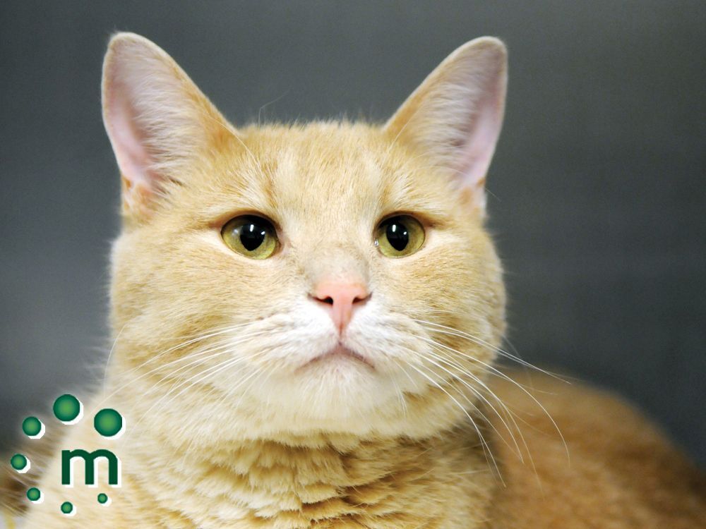 Calling Durham cat lovers