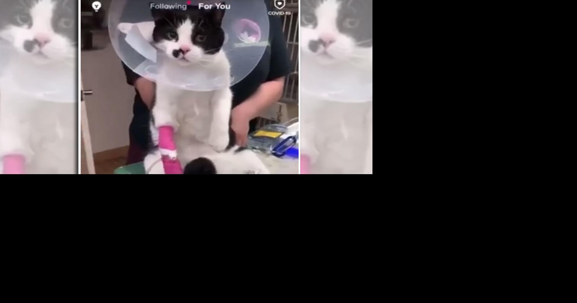 ‘DISGUSTING’ VIDEO: Whitby vet staff member makes injured cat 'dance ...