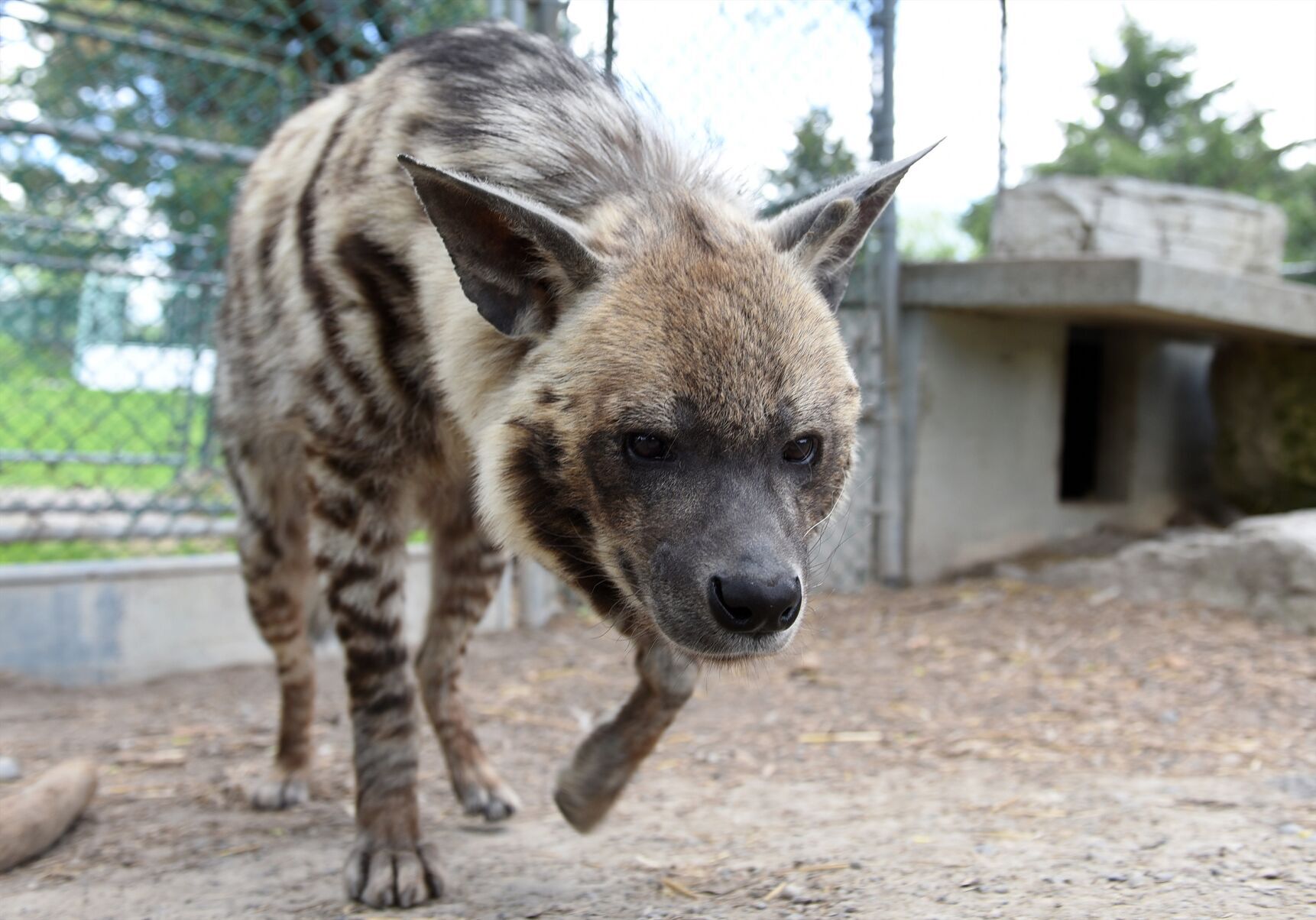 Amazing Animals Meet Eddie the striped hyena