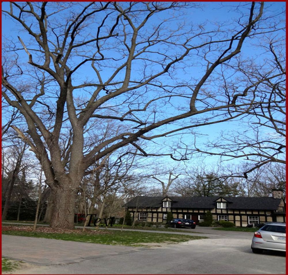 NATURAL ROOTS Trees of Scarborough Falcon Inn site are