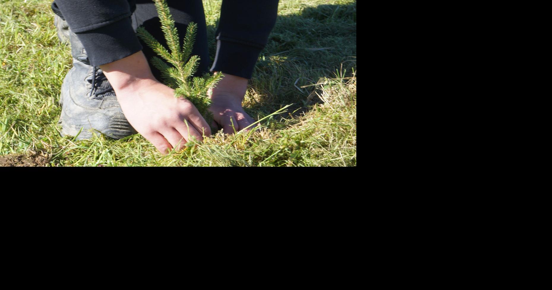 Free tree program now open for rural Clarington residents