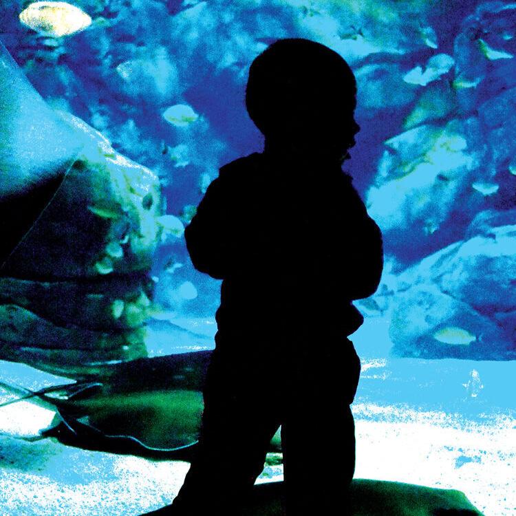 School of fish in a large fish tank, Ripley's Aquarium of C…